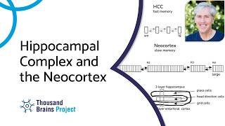 2025/11 - Discussing the Relationship Between Hippocampal Complex and Neocortex Lecture 11 Transection Effects Neocortex