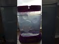day 4 of hatching sea monkeys and watching them grow