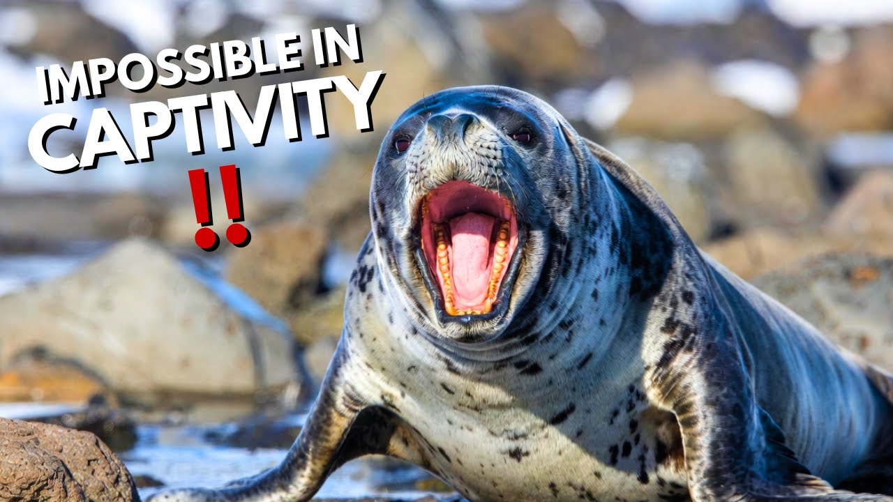 7 Animals That Can NEVER SURVIVE in Captivity