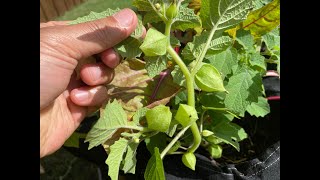 Growing Ground Cherry Is Very Easy