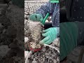 🍄🧺 Harvesting Wood Ear Mushrooms from Cultivation Blocks