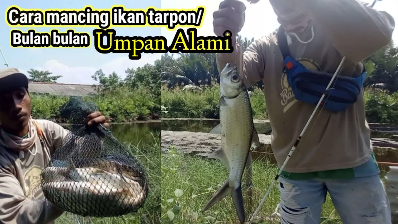 CARA MEMANCING IKAN BULAN BULAN UMPAN ALAMI /JANGKRIK ~BOLO JORAN