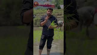 Farming season in Kashmir | Paddy fields.