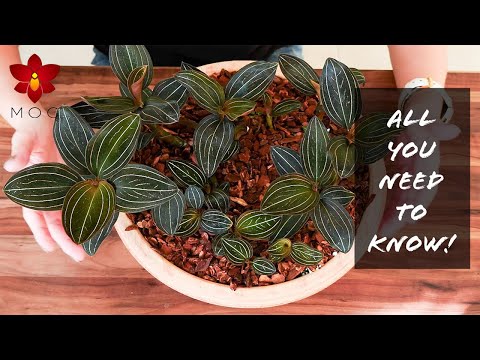 Video: Ludisia Orchid Care - Tipps für den Anbau von Juwelenorchideen