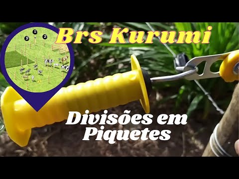 Brs Kurumi Divisões