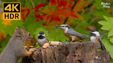 Cat TV 8 hours🐱Birds, chipmunks, squirrels, and the fall maple leaves(4K HDR)