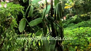 Vanilla cultivation in Southern India