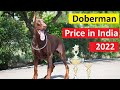 Doberman Price in India 2020 in Hindi