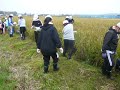 紫黒米稲刈り、地元小学校の体験学習。学習。