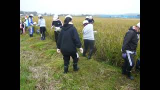 紫黒米稲刈り、地元小学校の体験学習。学習。