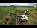 3 Kubota DC 105X harvesters​ Processed Fast​Cutting Rice And Transport By Hand Mini Tractor