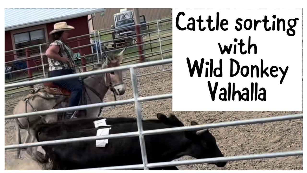 RIDING A WILD DONKEY TO SORT CATTLE! | Wild Donk Valhalla - YouTube