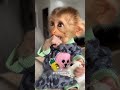Cute Monkeys – Pet, Worker And Nanny! #monkey #cutepets #funnyanimals #animalskills