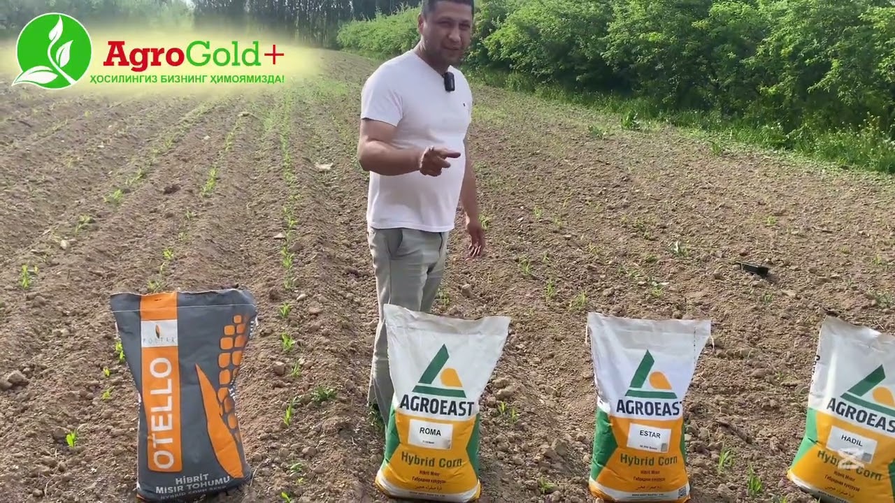 Туркиянинг Ишончлик Гибрид макка уруглари! Куп йиллардан буён дехконлар танлови.