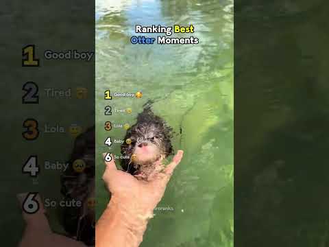 Funniest Otter Moments Ranked