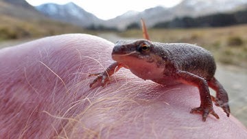 Bitesize Ben - Open your eyes to wildlife on the hill