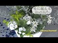 寄せ植え❣冬に植える白×シルバー☃White Winter Container★（2019.11.01作）