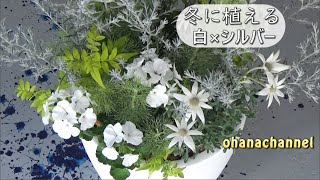 寄せ植え 冬に植える白 シルバー White Winter Container 19 11 01作 Youtube