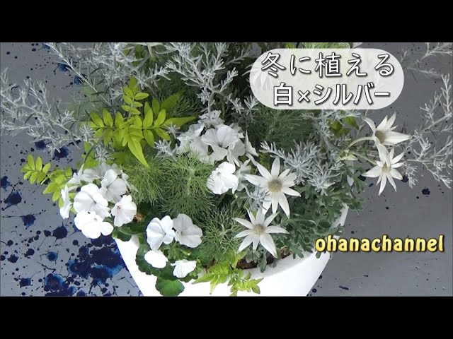 寄せ植え 冬に植える白 シルバー White Winter Container 19 11 01作 Youtube