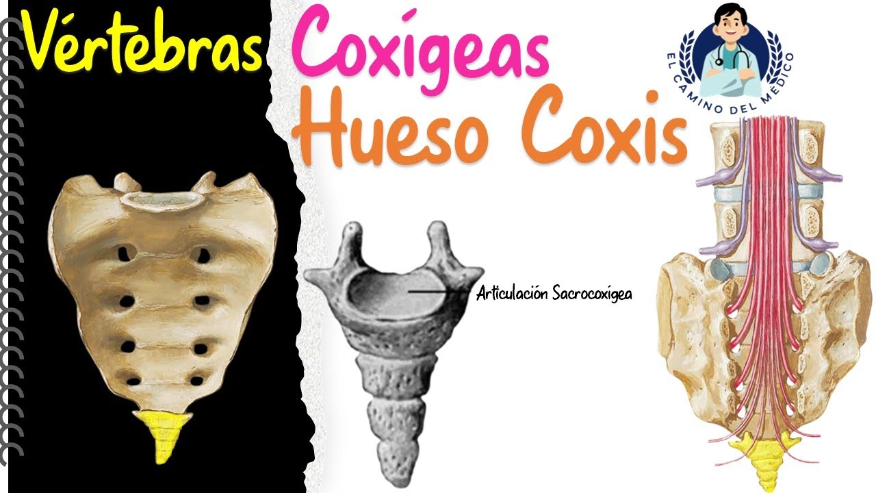 Hueso Coxis - Huesos Coccígeas