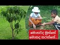 Monawada muththe mokada karanne..? මොනවද මුත්තේ මොකද කරන්නේ....?