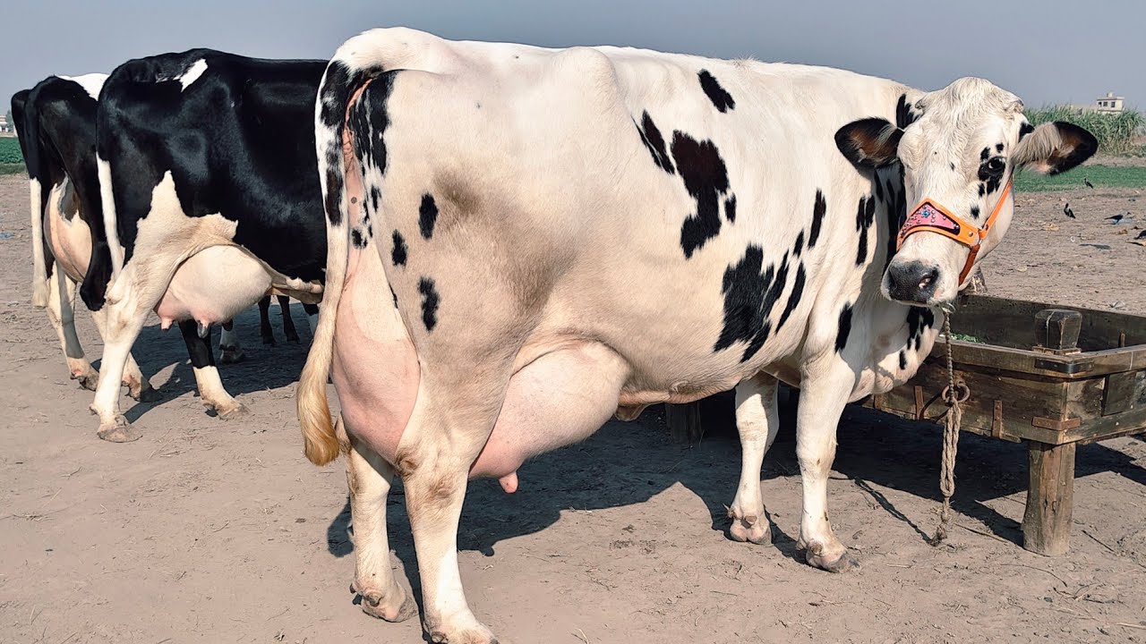 Big cow | Friesian chulstani cross cow for sale | Apna Punjab tv | 06/12/2025