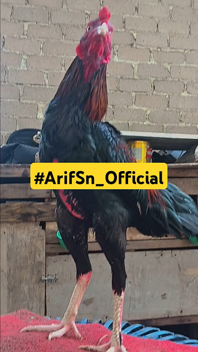 Kulit udah merah merona #ayambangkok #ayampakhoy #ayamjago #kontenkreator #hiburan #funny #shorts