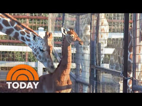 Name of spotless baby giraffe announced exclusively on TODAY