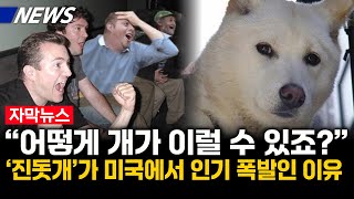 [해외이슈] 미국 입양간 진돗개가 세계적인 명견으로 인정받는 이유... 난리난 미국상황
