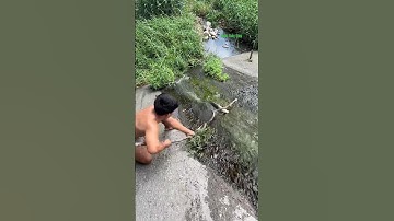 Cá Lớn - dùng cây bắt cá Trê Khủng ở đập nước 🤩 #khacthuyvlogg