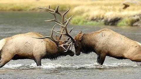 Sự đấu tranh sinh tồn đàn hươu siberia