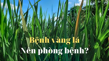 OM34 & OM380| Bệnh vàng lá lúa| Thuốc phòng trị bệnh vàng lá