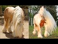 Horse SOO Cute! Cute And funny horse Videos Compilation cute moment #58