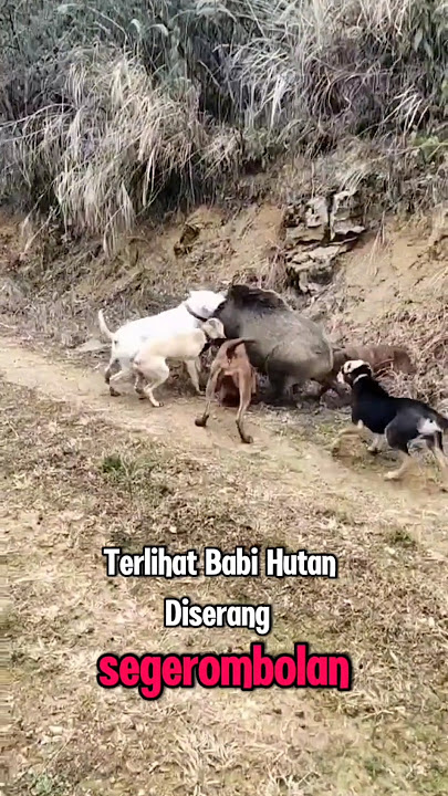 WILD BOAR ATTACKED BY HUNTING DOGS #shorts #viralvideo #trending