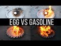 What will Happen? || Egg Vs Gasoline (Petrol)