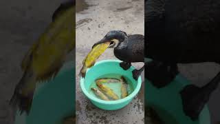 Feed The Cormorants The Smallest Fish 😂 #Fishing #Birds #Bird