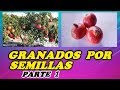 Como Reproducir Un Ãrbol De Granado Por Semillas /Destacados /Semilleros /Reproducción de árboles