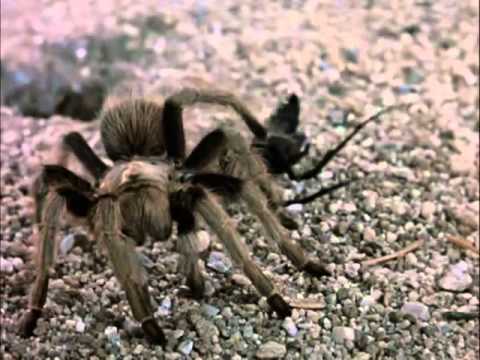 Βίντεο: Είναι ο σφήκας αράχνη;