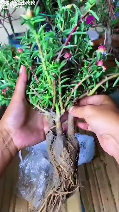 Unboxing portulaca flower #shortvideo #garden #howtogrowportulaca #floweringplant #gardening