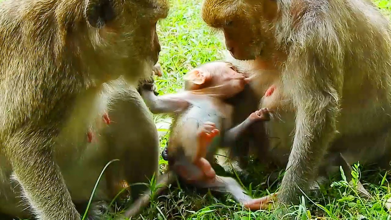 OMG! Terrible hurt// Jasmine bay was abused by DeeDee so horribly/ so pitiful Jasmine!