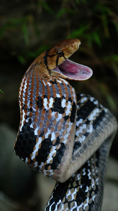Angry Snake In Pose..!!