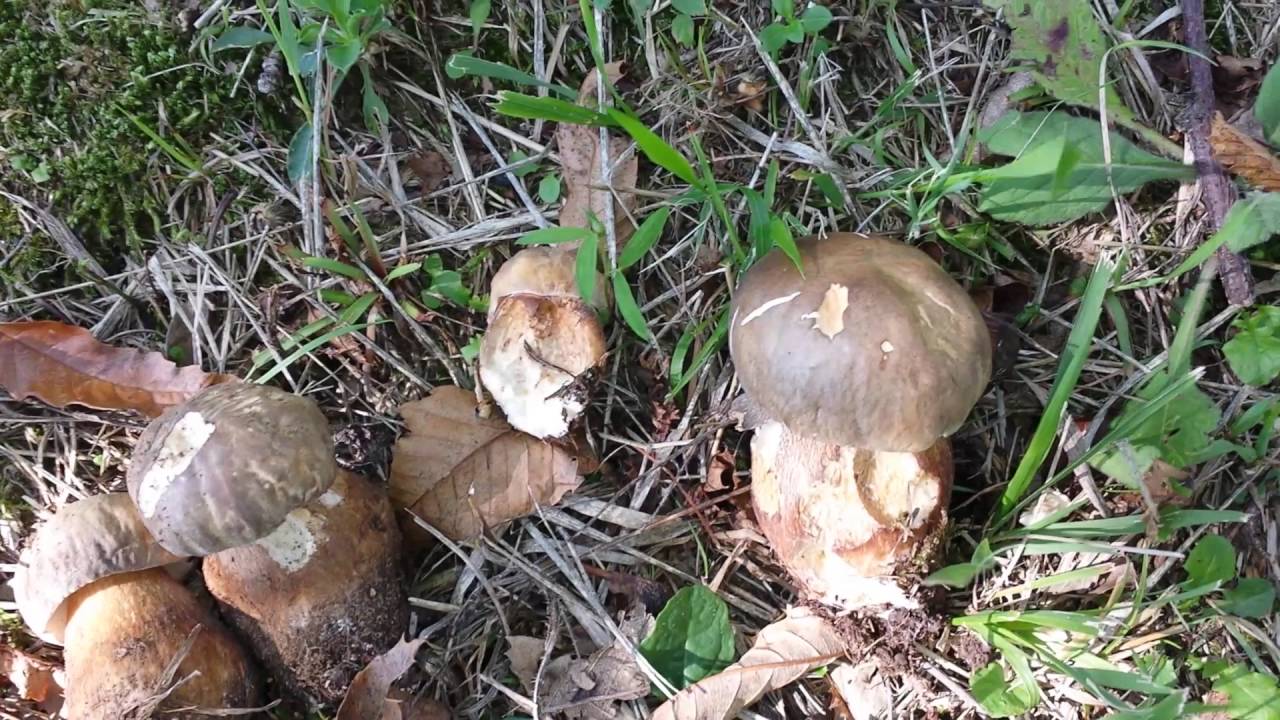 Raccolta funghi porcini live settembre il mese giusto. mushrooms