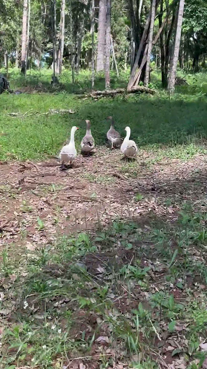 Que nojo 🤢 olha oq ele fez no fim do video kkkkkkkkkkkkkkk #paisagemnatural #nature #ganso