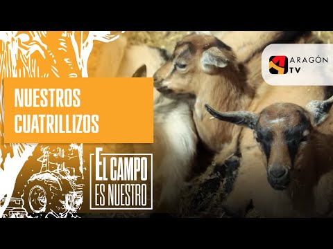 Video: ¿Qué animal tiene cuatrillizos?