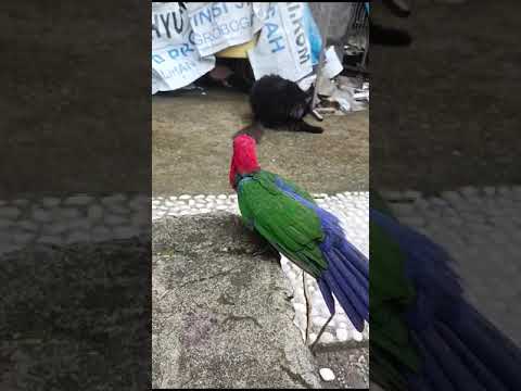 Moluccan king parrot #alisterus_amboinensis