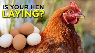 How to Tell that Your Chickens are LAYING EGGS!