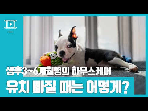 생후 3개월 부터 6개월령 강아지들의 체크리스트!