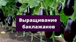 СЕКРЕТЫ ТЕПЛОЛЮБИВЫХ БАКЛАЖАНОВ | Новый рассадный период