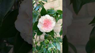 Download Lagu Nuccio’s Pearl Camellia #chatsworthcottage #camellias #englishgarden MP3