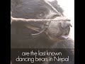 Ending bear dancing in Nepal